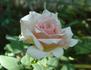 Darling Annabelle rose photo