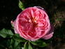 Jardins de Viels Maisons ® rose photo