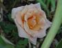 Jema rose photo