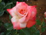Classie Lassie ™ rose photo