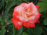 Classie Lassie ™ rose photo