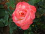 Classie Lassie ™ rose photo