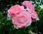 Princess Margaret of England, Cl. rose photo