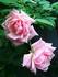 Mevrouw Amelie Müller rose photo