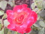 Lucious rose photo