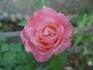 Koppies rose photo