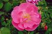 Baroque rose photo