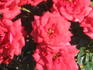 POUlshrimp rose photo