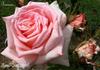 Bonsoir rose photo