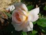 Crystal Palace ® rose photo