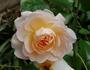 Crystal Palace ® rose photo