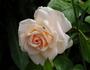 Crystal Palace ® rose photo