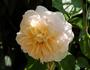 Crystal Palace ® rose photo