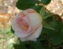 Crystal Palace ® rose photo