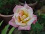 Simply Irresistible rose photo