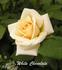 White Chocolate rose photo