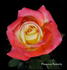 Flaming Beauty rose photo