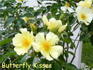 Butterfly Kisses rose photo