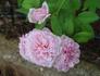 Marquise Orsola Spinola rose photo