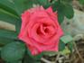 Raphaela rose photo