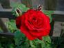 Habitat for Humanity rose photo