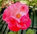Galway Bay® rose photo