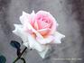 Lady Sunblaze rose photo