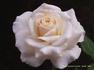 Lady Sunblaze rose photo