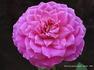Candy Sunblaze ™ rose photo