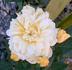 Joëlle Marouani ® rose photo