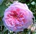Orsola Spinola ® rose photo