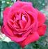 American Home rose photo