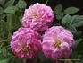 Candy Sunblaze ™ rose photo