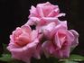 Candy Sunblaze ™ rose photo