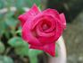 Distant Sounds rose photo