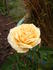 Lovely Child ™ rose photo