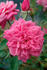 Malmaison Rouge rose photo