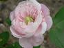 Émotion rose photo