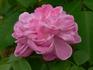 Comte Adrien de Germiny rose photo