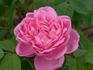 Comte Adrien de Germiny rose photo