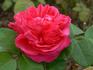 Triomphe de France rose photo