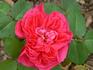 Triomphe de France rose photo