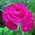 Nightingale rose photo