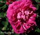 Aurore du Matin rose photo