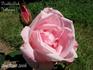 Double Killarney rose photo