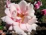 Roi Albert rose photo