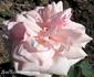 Briand-Paneuropa rose photo