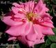 Adolf Deegen rose photo