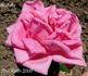 Arabella rose photo