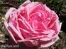 Korovo rose photo